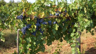 Лозари чакат гърци за гроздето си