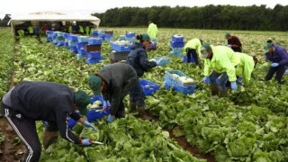 Фермерите на Острова: Без работници от ЕС ни чака глад