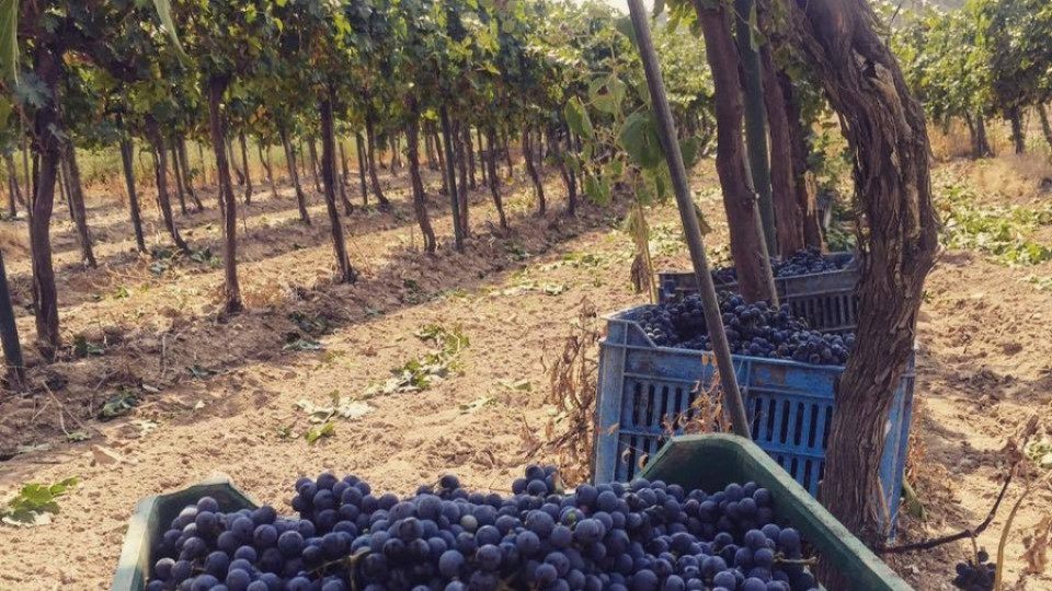 Жандармерия пази гроздето в Пазарджишко | StandartNews.com