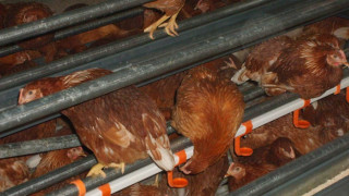 Кокошки бълват 130 000 съмнителни яйца на ден