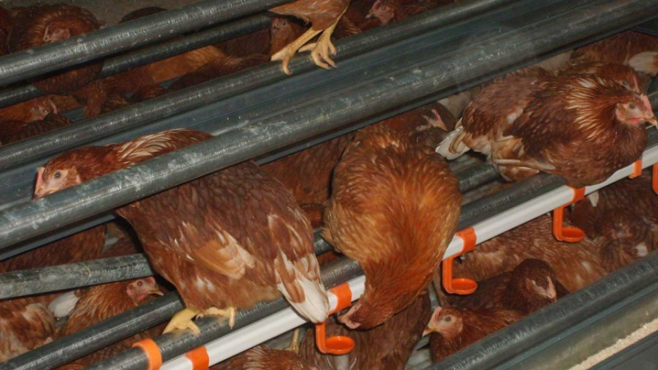 Кокошки бълват 130 000 съмнителни яйца на ден | StandartNews.com