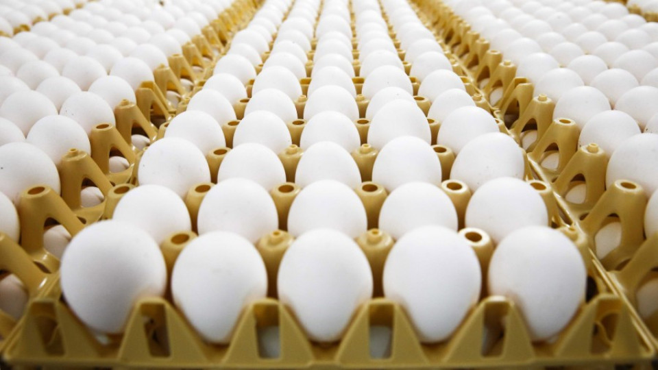 Започна унищожаването на заразени птици и яйца | StandartNews.com