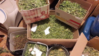 Разбиха банда с лаборатории за марихуана