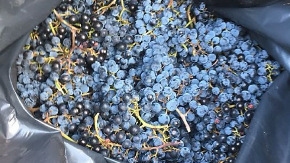 Правят добро вино от реколта 2017 без повишаване на цената | StandartNews.com
