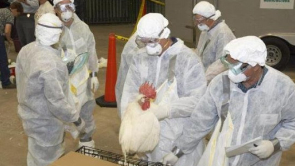 Откриха птичи грип в Сливенско | StandartNews.com