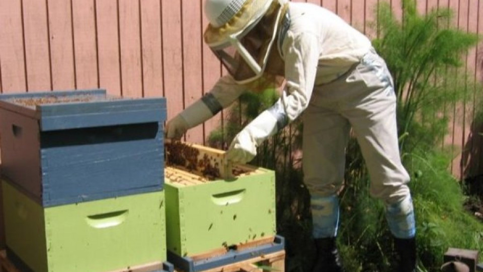 Отпускат 2,4 милиона на пчеларите за 2017-а | StandartNews.com