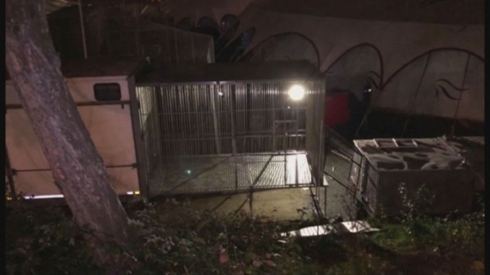 200-килограмов тигър избяга от цирк в Париж | StandartNews.com