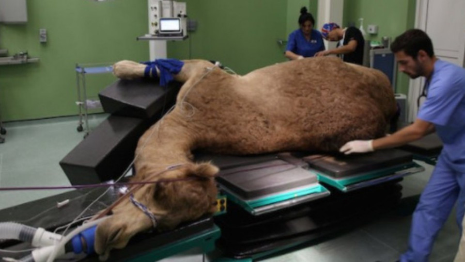 Дубай откри болница за камили  | StandartNews.com