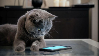 Котките могат да манипулират стопаните си
