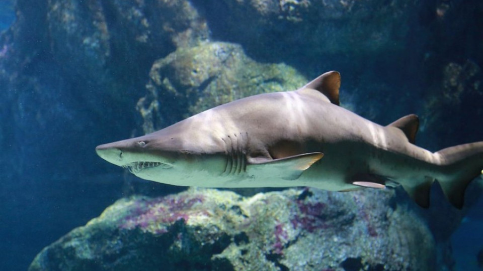 Акула позволи на водолаз да я гали | StandartNews.com