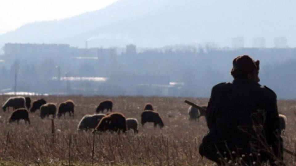 Искат внос на овчари от Молдова и Узбекистан | StandartNews.com