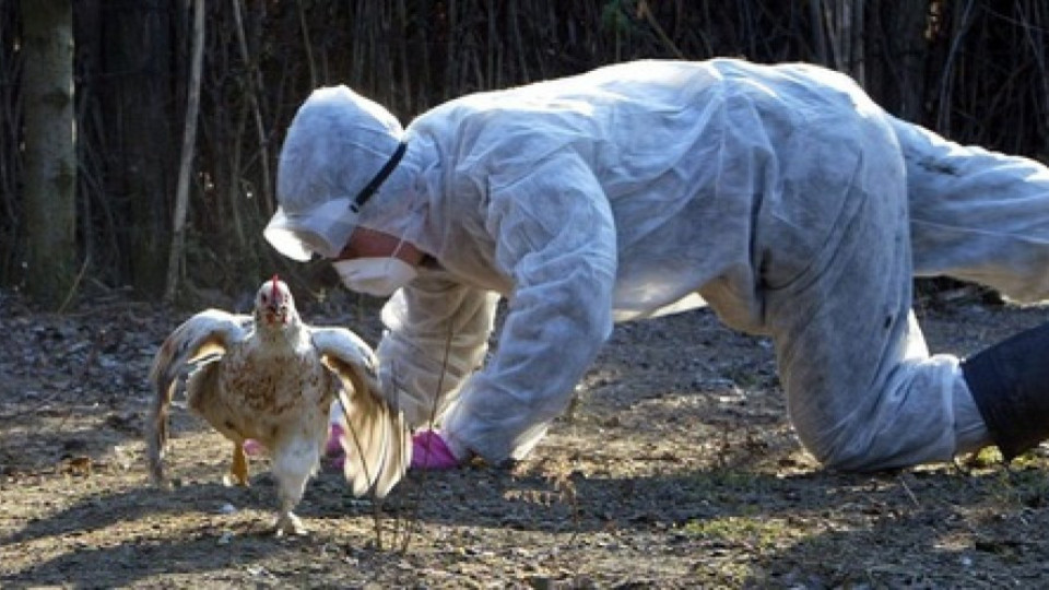 Откриха птичи грип във ферма в Добричко | StandartNews.com