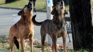 Осъдиха Община Шумен заради дете, нахапано от бездомно куче