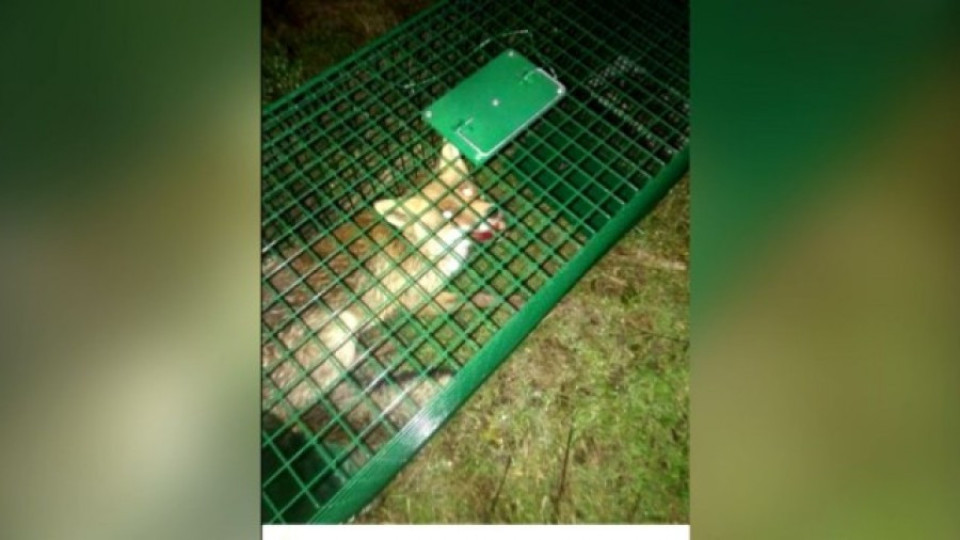 Снимка на лисица в капан възмути социалните мрежи | StandartNews.com
