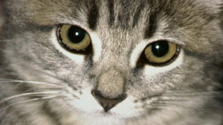 Ето как една котка стана герой
