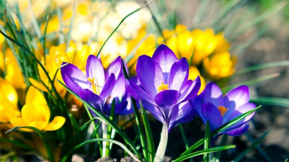 Ще ни изненада ли времето на прага на пролетта | StandartNews.com