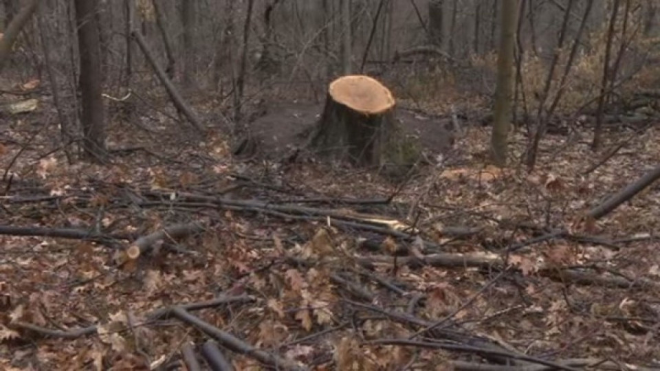 Защо 527 дървета в Борисовата градина бяха отсечени | StandartNews.com