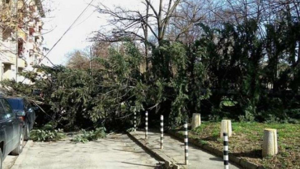 Силният вятър повали дърво в столичен парк  | StandartNews.com