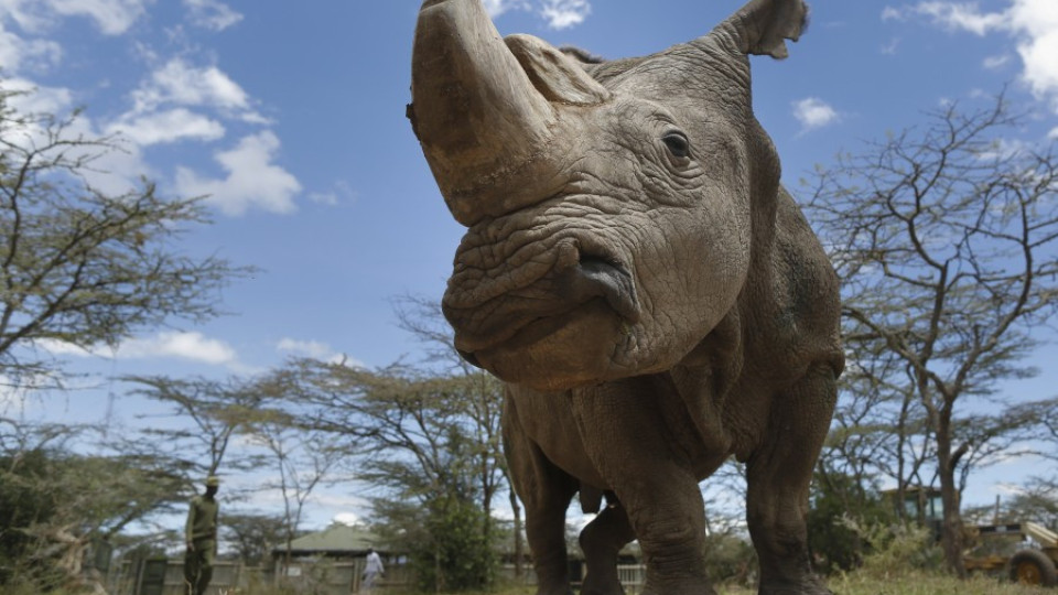 Почина последният мъжки северен бял носорог | StandartNews.com