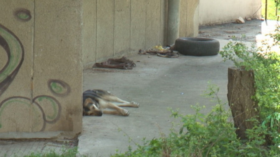 Плевенчани се оплакват от агресивни бездомни кучета | StandartNews.com