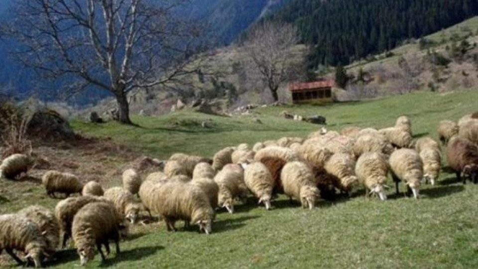 Овцевъдите ни не се разбраха за алъш-вериша с Турция | StandartNews.com