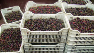Жандармерията ще пази черешовата реколта в Кюстендилско
