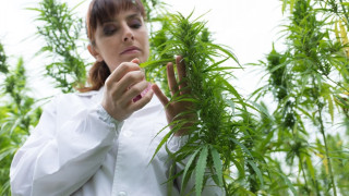 US университети готвят специалисти по марихуана