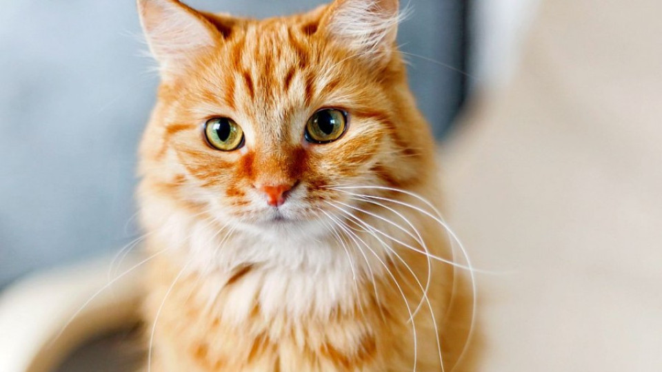 Възпитана котка очарова социалните мрежи | StandartNews.com