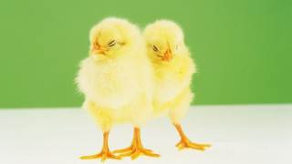 Учени разкриха защо птиците нямат зъби
