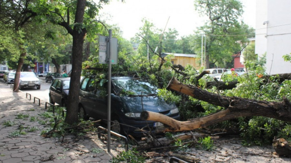 Дърво се стовари върху кола в центъра на Пловдив | StandartNews.com
