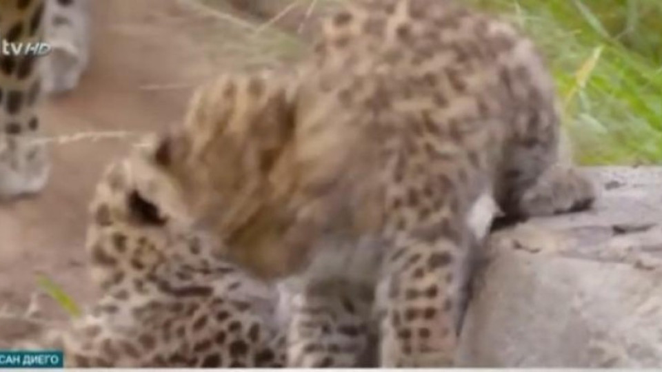 Зоопарк показа новородените си амурски леопардчета | StandartNews.com