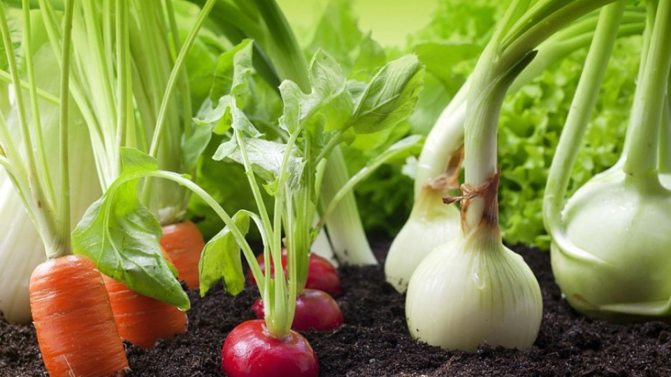 Зеленчуците ще намалеят заради глобалното затопляне | StandartNews.com