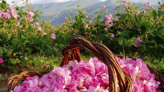 Китайци искат розово масло за 40 млн.