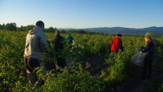 Държавата субсидира розопроизводителите