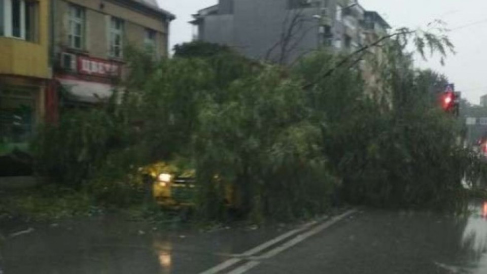 Дървета премазват автомобили, обстановката в Пловдив е крайно усложнена | StandartNews.com