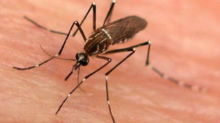 Комари и кърлежи са напаст след валежите