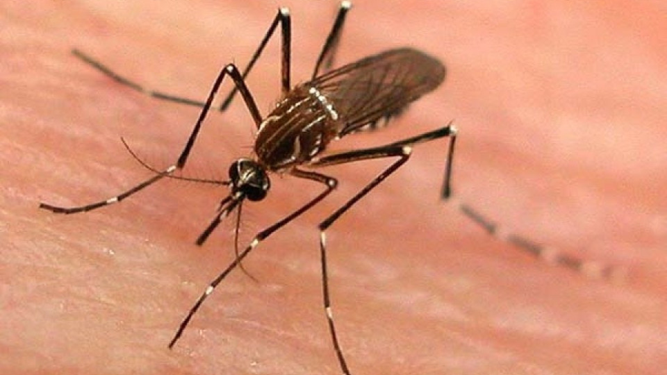 Комари и кърлежи са напаст след валежите | StandartNews.com