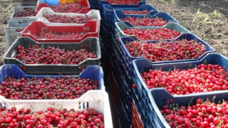 Изкупуват костилки от череши за гориво