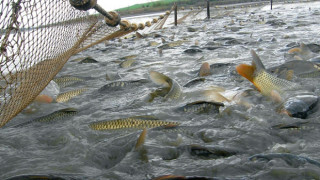 WWF: Рибата привършва