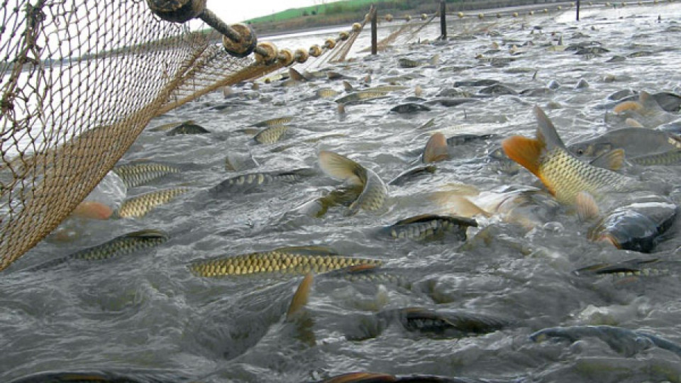 WWF: Рибата привършва | StandartNews.com