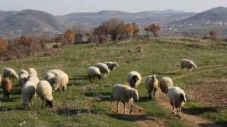 Умъртвиха 1800 животни заради чума