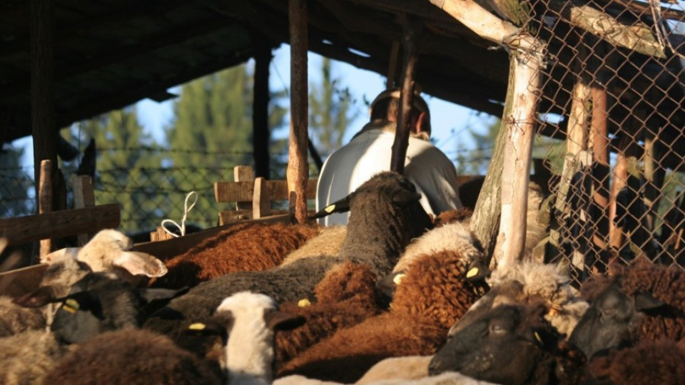 Експерти на Еврокомисията ще проверяват проблема с чумата по животни в България | StandartNews.com