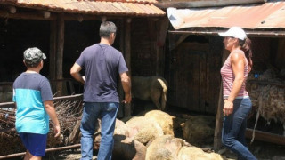 Вземат три спешни мерки за борба с чумата по животните 