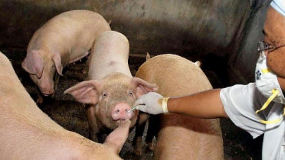 Засилен контрол по границите заради африканска чума по свинете | StandartNews.com