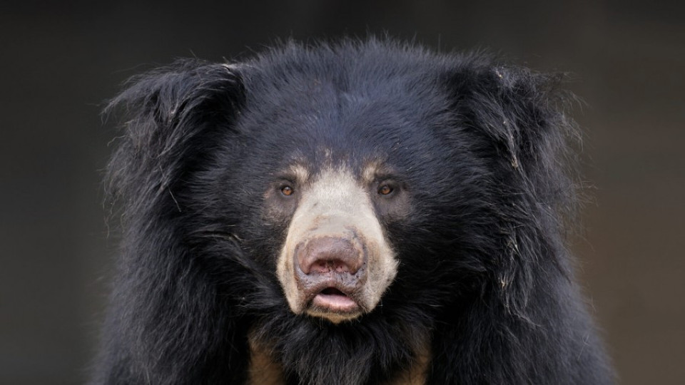 Столичният зоопарк преговаря за бърнеста мечка | StandartNews.com