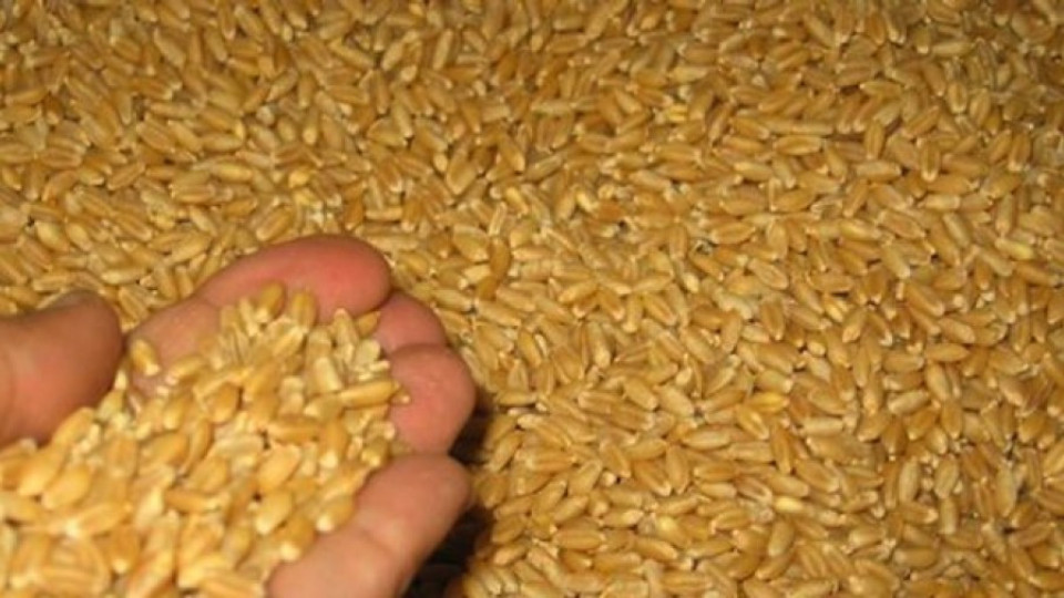 20% по-ниски добиви на хлебното зърно | StandartNews.com