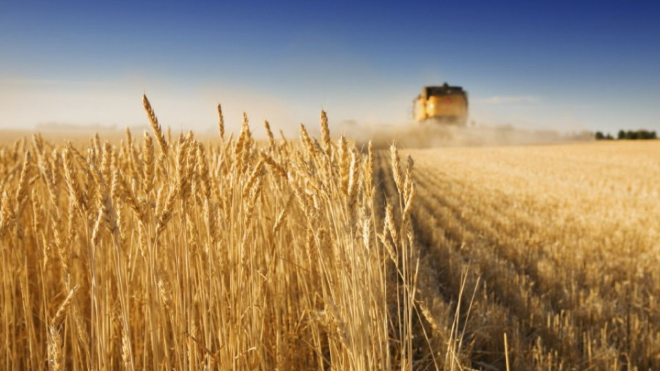 Очакват по-ниска зърнена реколта тази година | StandartNews.com