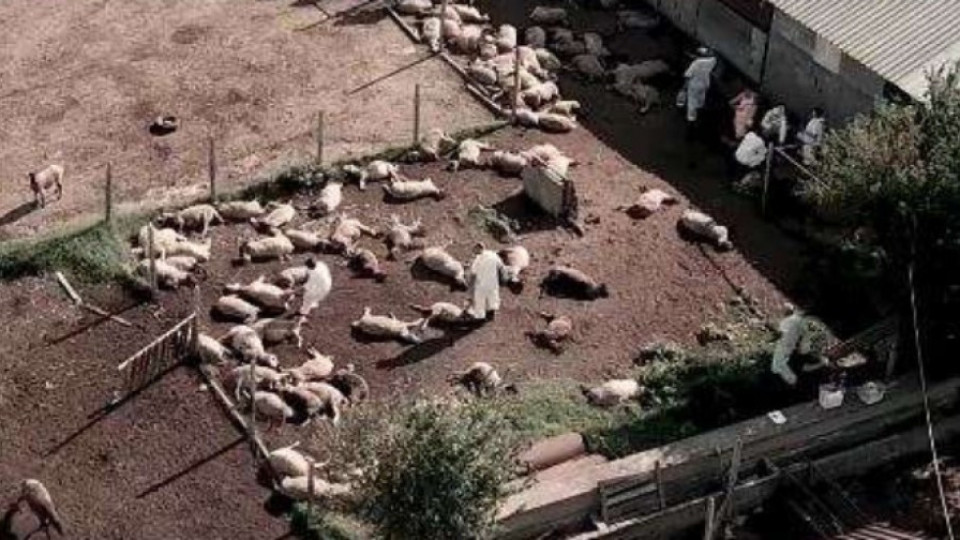 Днес изтича последният срок за овцевъди и козевъди да кандидатстват за подпомагане | StandartNews.com