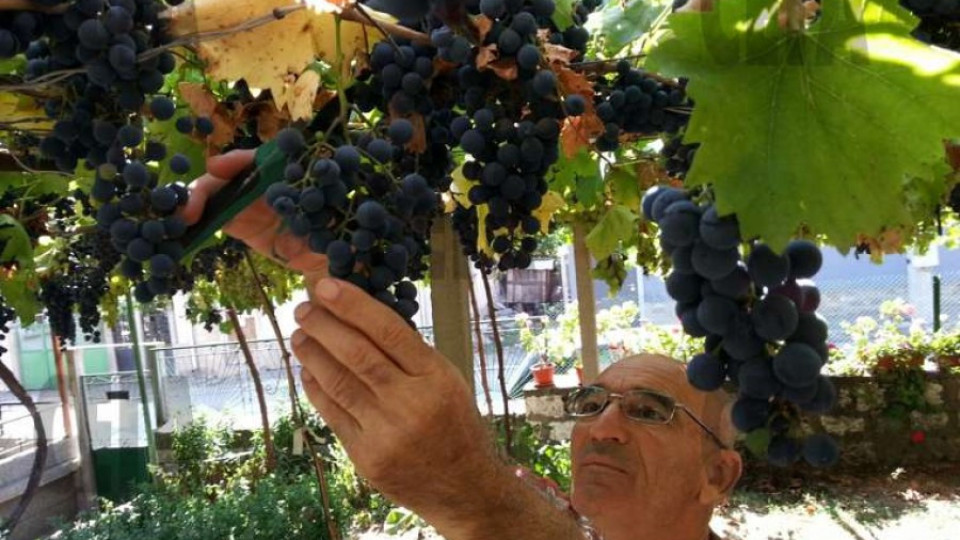 Август решаващ за гроздето | StandartNews.com