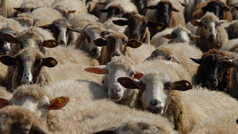 Изплащат субсидиите по de minimis на овцевъди и козевъди | StandartNews.com